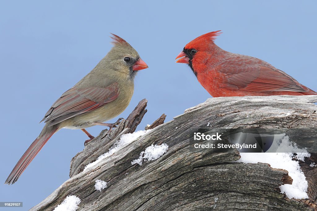Paar Northern Cardinals - Lizenzfrei Singammer Stock-Foto