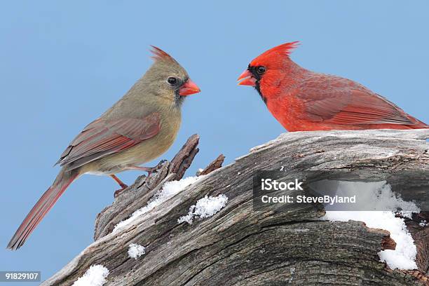 Par De Northern Cardinals - Fotografias de stock e mais imagens de Tico-tico-musical - Tico-tico-musical, Animal, Animal selvagem