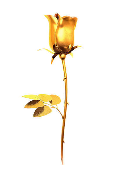 A golden rose on a white background