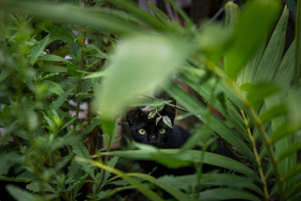 Black cat hidden plant garden stock photo