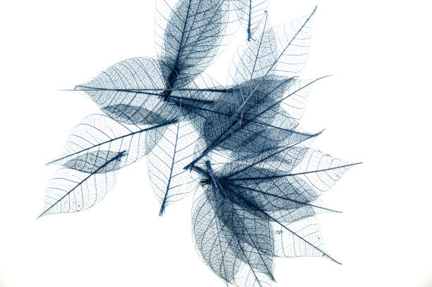 istock Leaves with only veins showing on white background 918294656