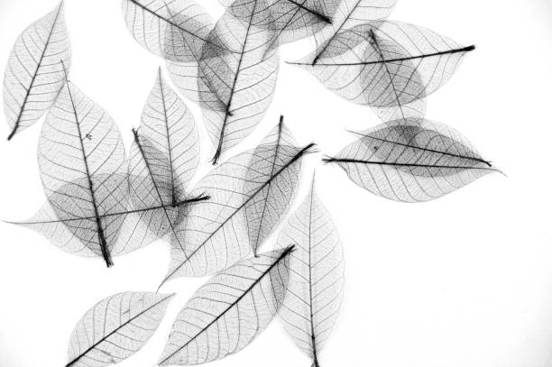 istock Leaves with only veins showing black and white 918294764