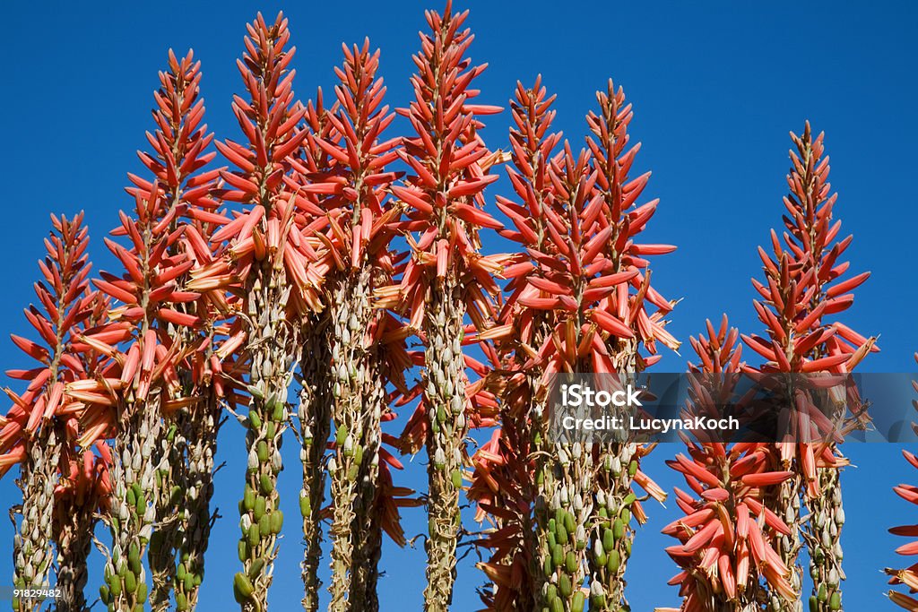 Aloe-Blumen - Lizenzfrei Afrika Stock-Foto
