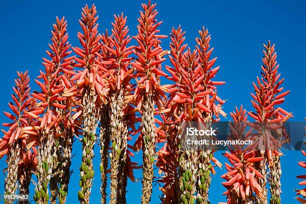 Aloeblumen Stockfoto und mehr Bilder von Afrika - Afrika, Aloe, Blau