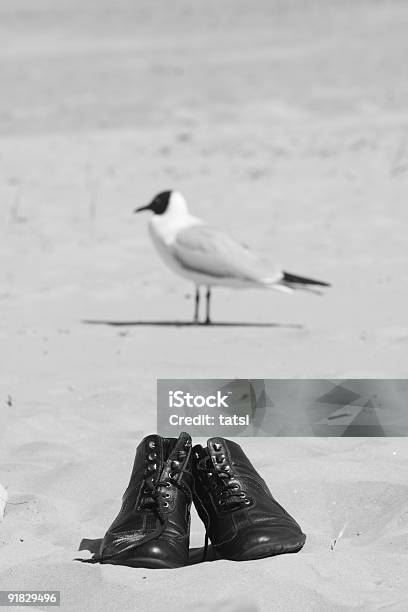 Bird With Boots Stock Photo - Download Image Now - Aquatic Organism, Beach, Bird