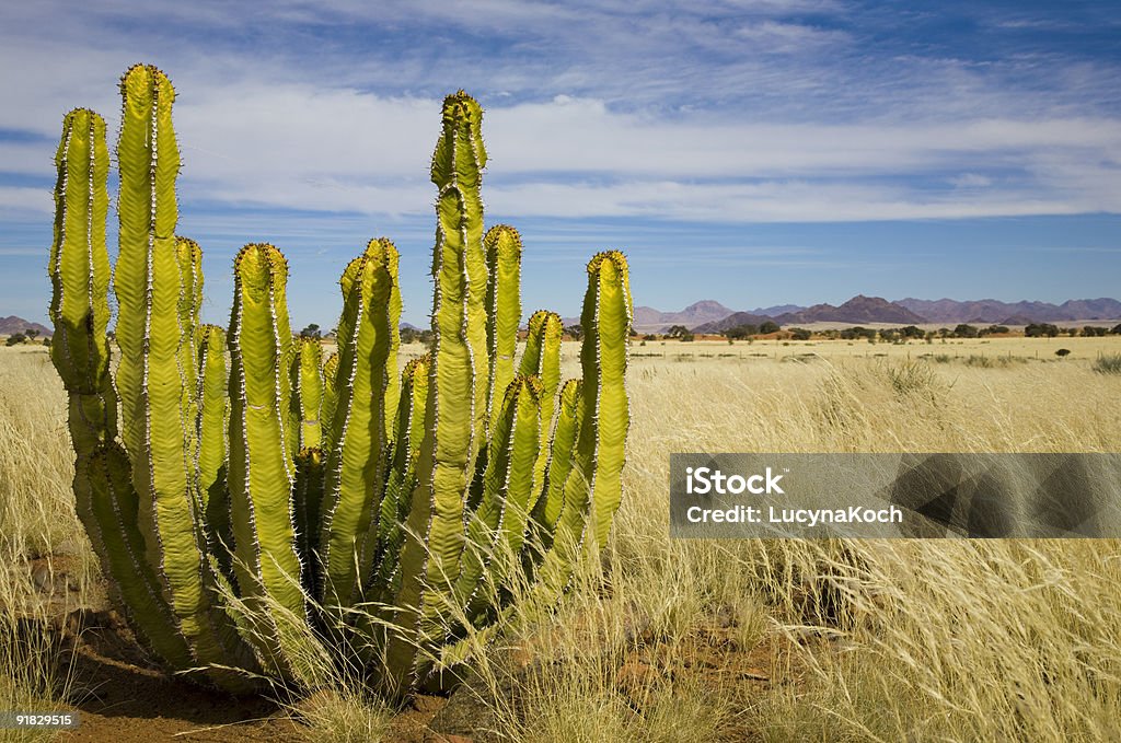 Cactus fruit - Lizenzfrei Afrika Stock-Foto