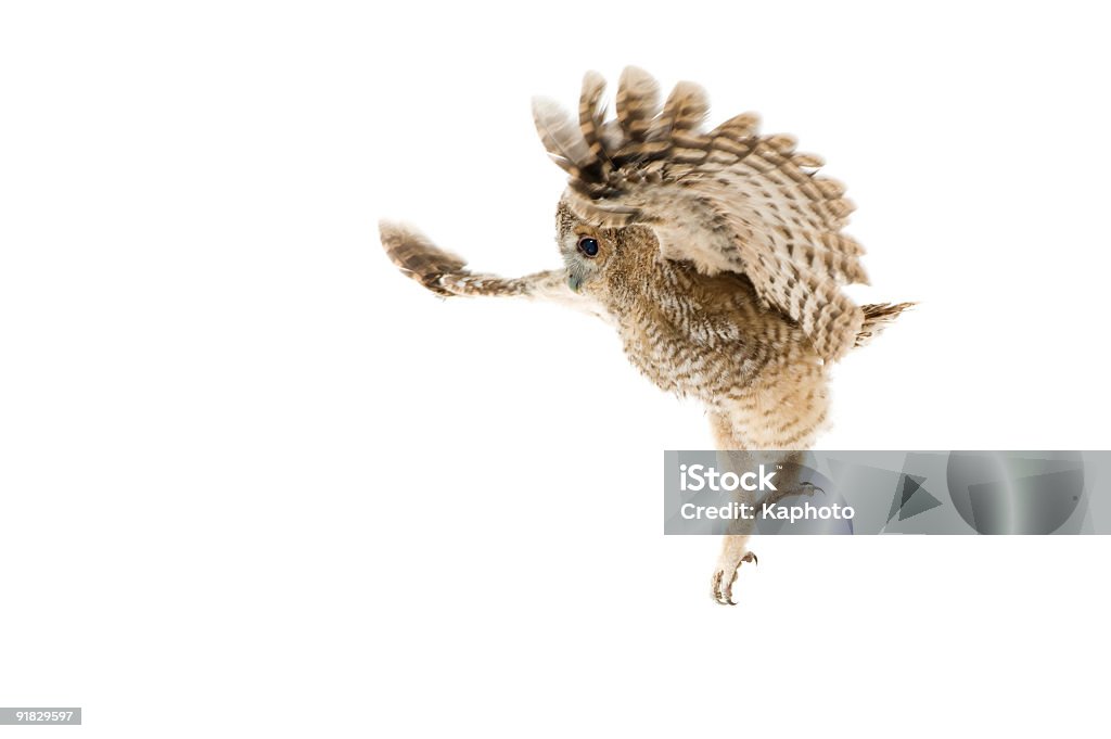 Tawny Owl Tawny Owl (Strix aluco), 7 weeks old, flying in front of a white background. Cut Out Stock Photo