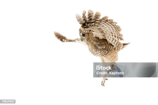 Tawny Owl Stock Photo - Download Image Now - Cut Out, Tawny Owl, Owl