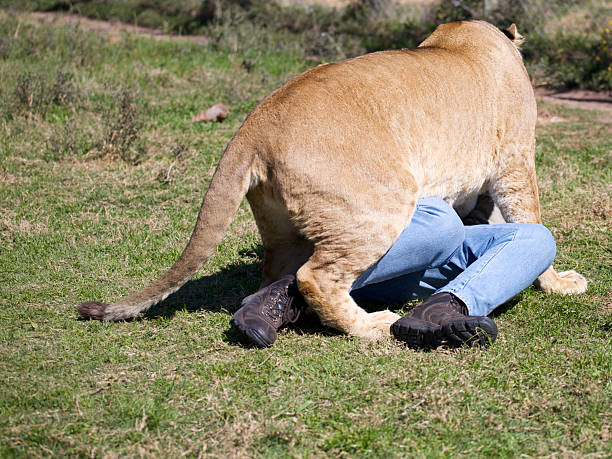 Attack Stock Photo - Download Image Now - Lion - Feline, People, Animals Attacking - iStock Attack Stock Photo - Download Image Now - Lion - Feline, People, Animals Attacking - iStock