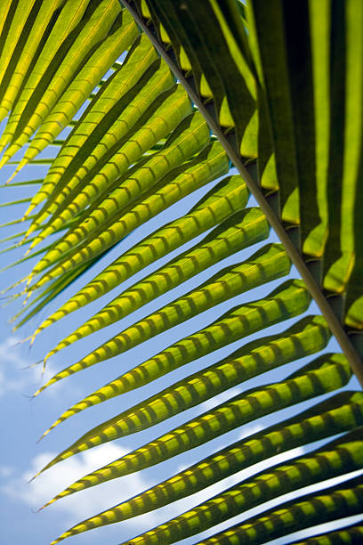 Closeup of a Palm leaf stock photo