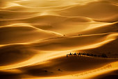 Camel caravan in the middle of the desert