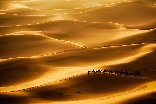 Camel caravan in the middle of the desert Camel caravan going through the sand dunes in the Sahara Desert, Erg Chebbi, Maroc. camel train stock pictures, royalty-free photos & images