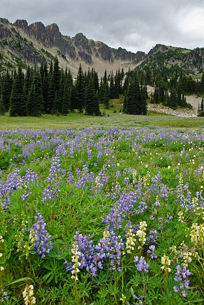 istock Alpine Meadow with Wildflowers and Mountains 91830020