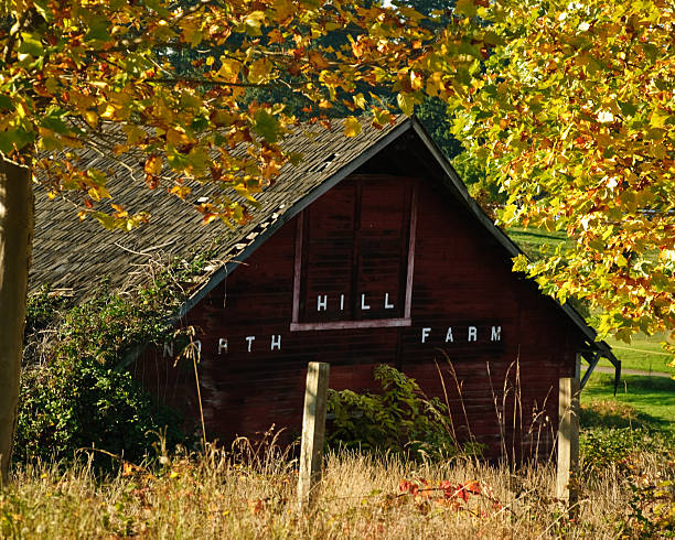 Red Barn and Fall Leaves Nothing speaks of rural America like an old barn. Sadly, many of these wooden relics have fallen into disrepair or simply disappeared. The few still remaining remind us of a time when small farms produced most of the food we eat. This classic weathered barn was photographed in Edgewood, Washington State, USA. jeff goulden puyallup washington stock pictures, royalty-free photos & images