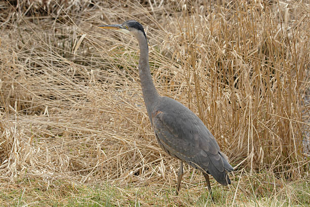 Blue Heron  prowling stock pictures, royalty-free photos & images