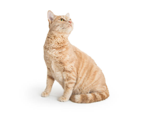 istock Orange Shorthair Tabby Cat Looking Up 918301058
