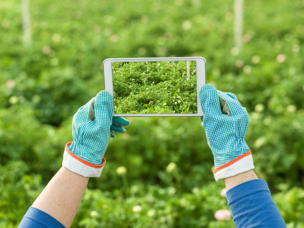 Digital Tablet In Human Hand With Gardening Gloves In Greenhouse Digital tablet with blank screen in human hand with gardening gloves in tomato greenhouse. The touch screen is blank and isolated with clipping path for copy space. Shot in day light with a medium format camera. how to sell my photography online stock pictures, royalty-free photos & images