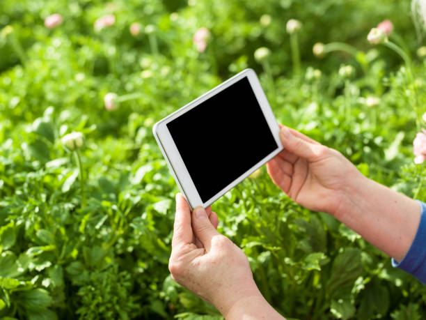 istock Digital Tablet In Human Hand In Greenhouse 918301390