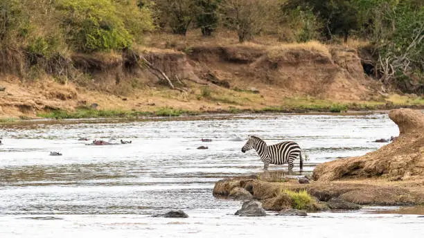 Zebra looking out over Mara Rive in Kenya, Africa with hippopotamus