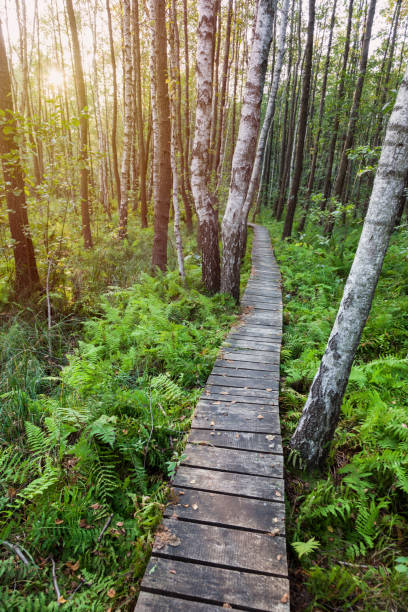 istock Poleski National Park in Poland 918303784