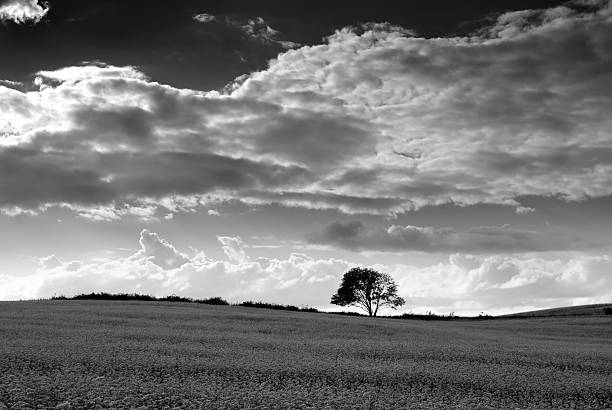istock Field of buckwheat. 91830401