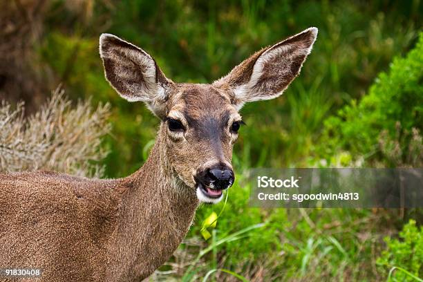 Califórnia Veadomula Odocoileus Hemionus Californicus - Fotografias de stock e mais imagens de Califórnia