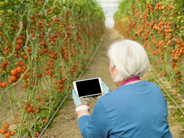 istock Senior Adult Woman Using Digital Tablet While Working In Modern Tomato Greenhouse 918304210