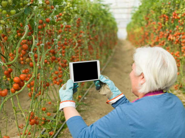 istock Senior Adult Woman Using Digital Tablet While Working In Modern Tomato Greenhouse 918304216