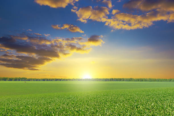 Epic bright dawn over corn field. stock photo