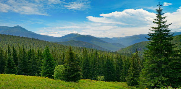 istock Beautiful pine trees on background high mountains 918304640