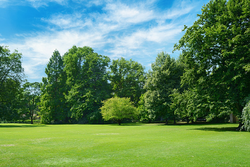 Green glade covered with grass in park.