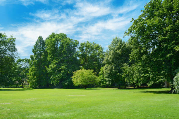 Green glade covered with grass in park. stock photo