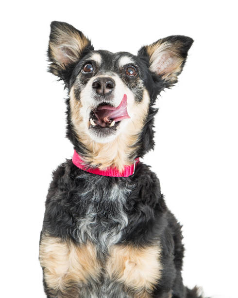 istock Closeup Hungry Small Dog Tongue Out 918307928