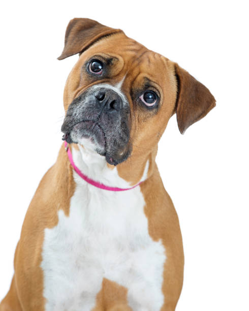 Boxer Dog Listening Tilting Head Closeup Boxer dog looking at camera with attentive expression, tilting head head cocked stock pictures, royalty-free photos & images