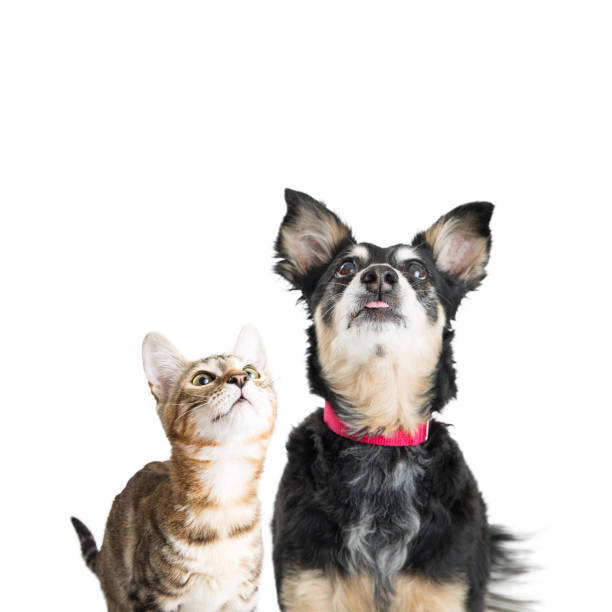 istock Excited Dog and Cat Looking Up 918308326