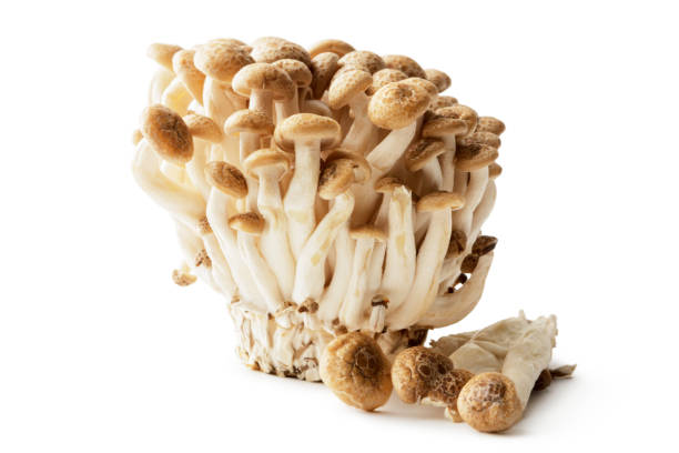 istock Mushrooms: Shimeji Mushrooms Isolated on White Background 918308722