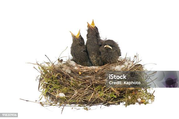 Black Redstart Phoenicurus Licznych Ochruros - zdjęcia stockowe i więcej obrazów Bez ludzi - Bez ludzi, Błagać, Czarny kolor