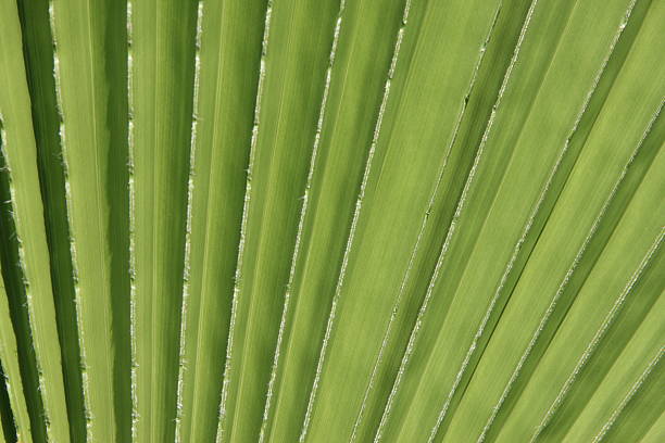 Liść palmowy szczegóły – zdjęcie