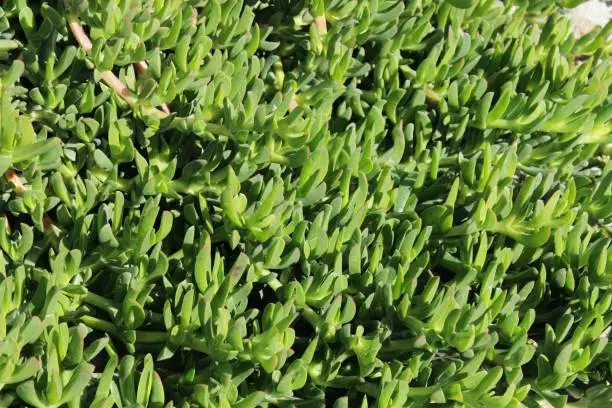 Carpobrotus edulis plant in the garden in spring