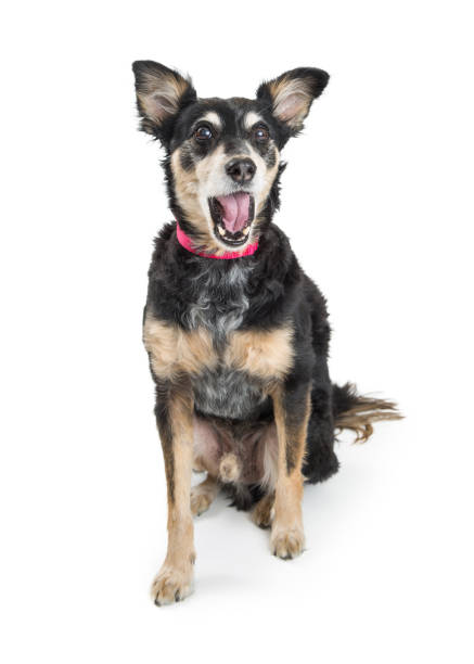 istock Funny Excited Dog Mouth Open 918311054