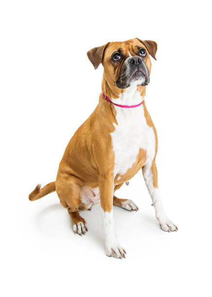 istock Excited Boxer Dog Sitting Looking Up 918311082
