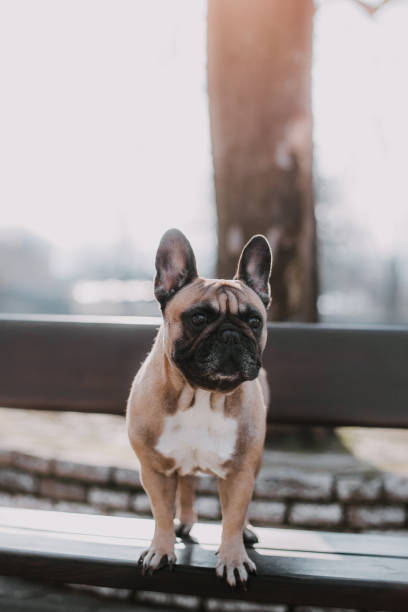 1,100+ Man Holding French Bulldog Stock Photos, Pictures & Royalty-Free ...