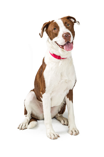Happy dog sitting on white background with happy smiling expression