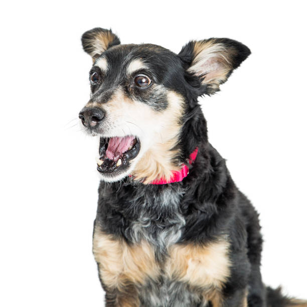 Funny Surprised Excited Dog stock photo