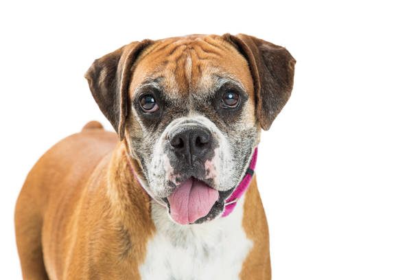 Close-up of a Boxer mixed breed dog with a happy expression and open mouth