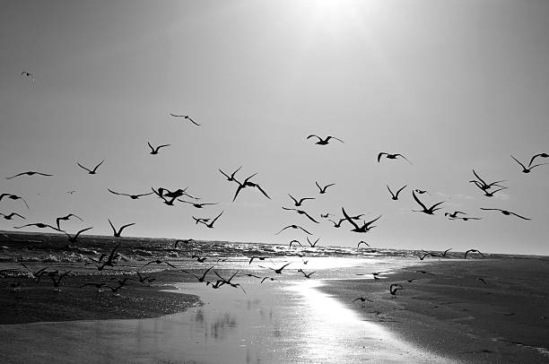 istock Flock of Seagulls 91831195