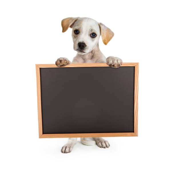 istock Puppy Holding Blank Chalkboard 918311968