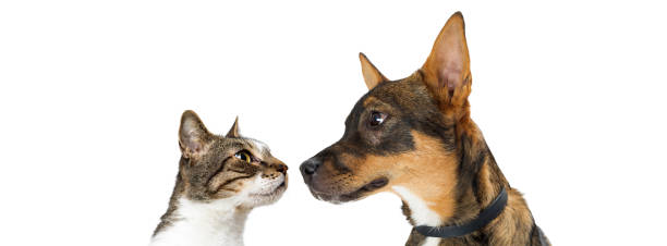 istock Dog and Cat Looking At Each Other Banner 918312050