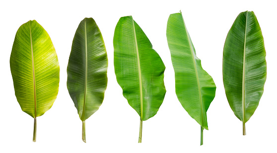 collection of banana leaf isolated on white background. Tropical plant