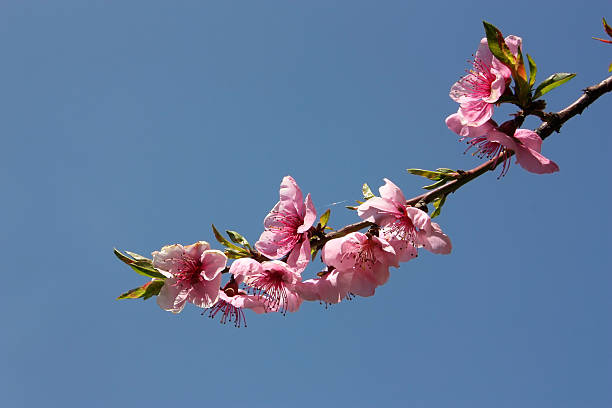 istock Pink apricot flowers 91831225
